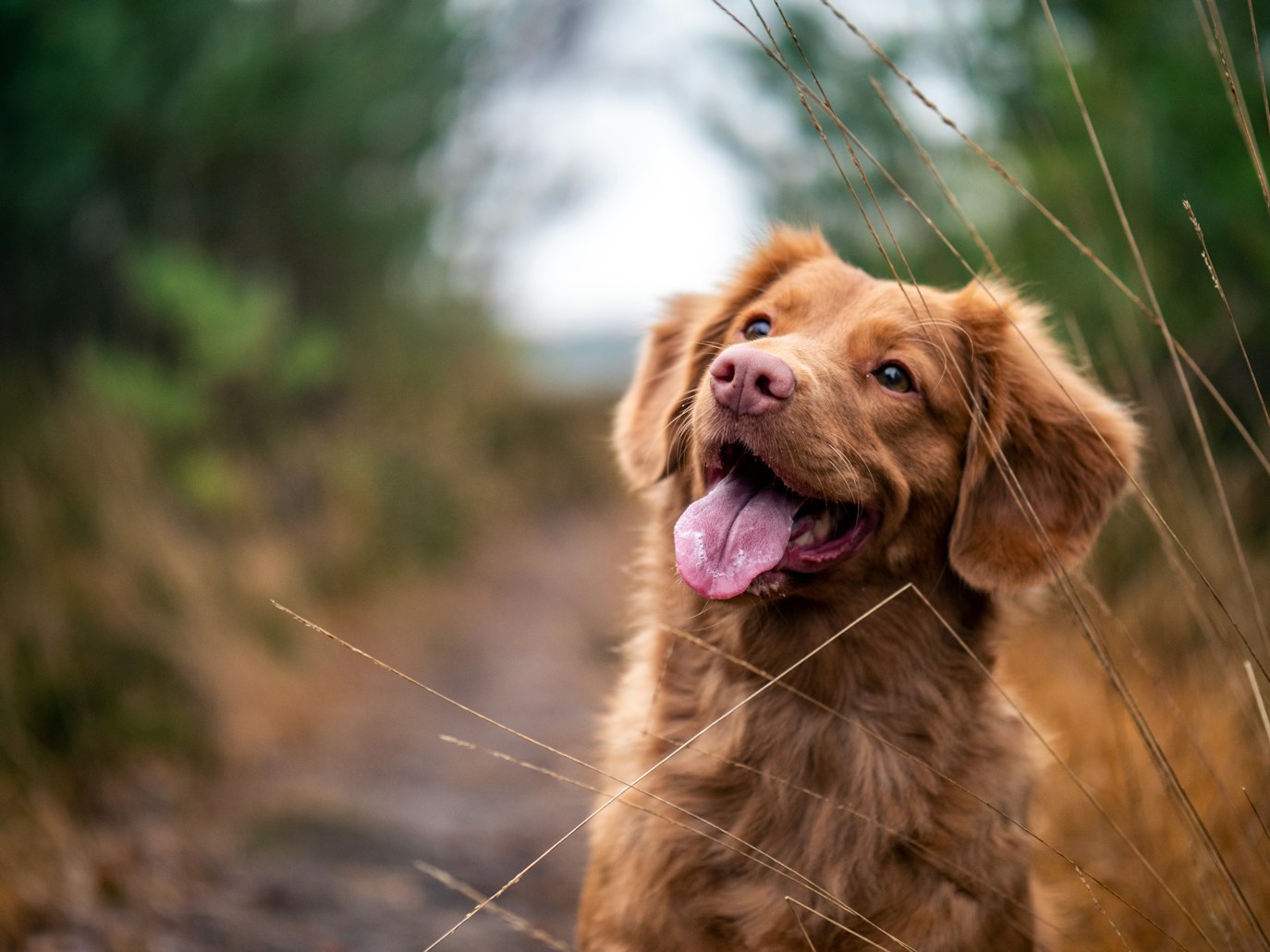 Example dog